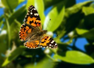 Top Photo- Painted Lady