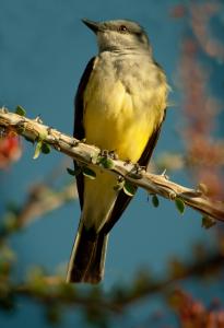 Top Photo-Western Kingbird