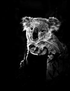 Top Photo-Koala Portrait