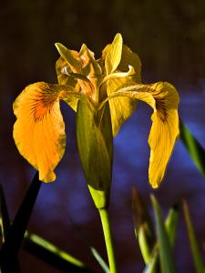 Top Photo- Wild Iris
