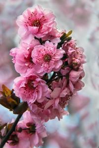 Top Photo-Pink Spring