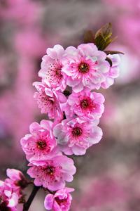 Top Photo- Cherry Blossoms
